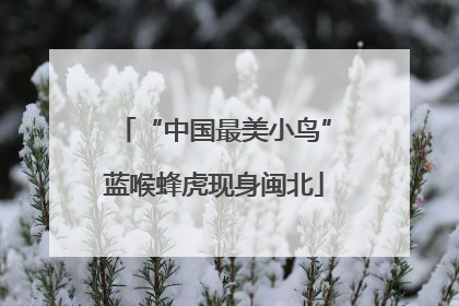 “中国最美小鸟”蓝喉蜂虎现身闽北