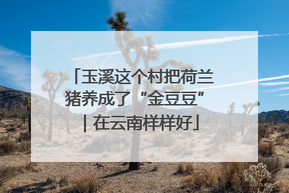玉溪这个村把荷兰猪养成了“金豆豆”｜在云南样样好
