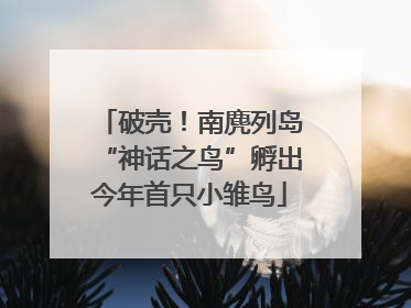 破壳！南麂列岛“神话之鸟”孵出今年首只小雏鸟