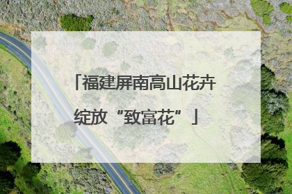福建屏南高山花卉绽放“致富花”