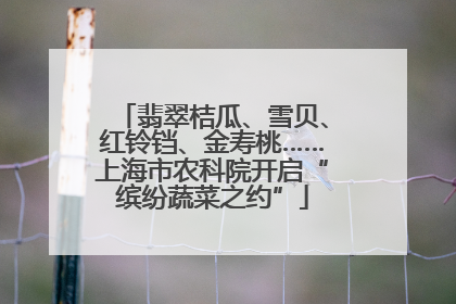 翡翠桔瓜、雪贝、红铃铛、金寿桃……上海市农科院开启“缤纷蔬菜之约”
