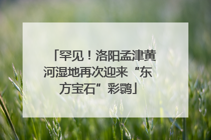罕见！洛阳孟津黄河湿地再次迎来“东方宝石”彩鹮