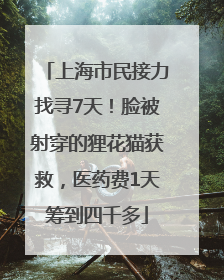 上海市民接力找寻7天！脸被射穿的狸花猫获救，医药费1天筹到四千多