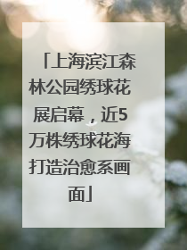 上海滨江森林公园绣球花展启幕，近5万株绣球花海打造治愈系画面