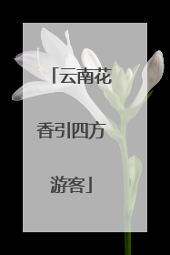 云南花香引四方游客