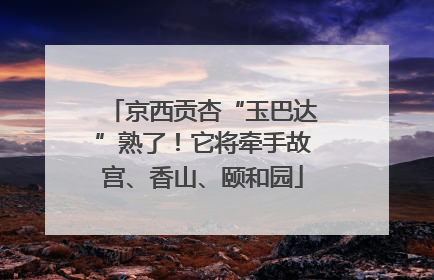 京西贡杏“玉巴达”熟了！它将牵手故宫、香山、颐和园