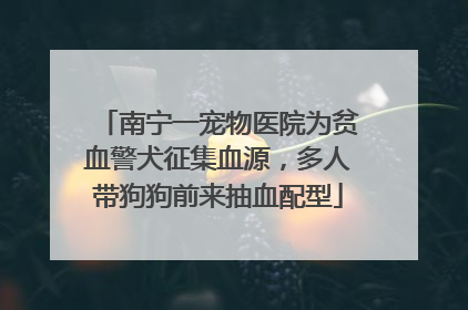 南宁一宠物医院为贫血警犬征集血源，多人带狗狗前来抽血配型