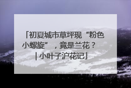初夏城市草坪现“粉色小螺旋”，竟是兰花？ | 小叶子沪花记