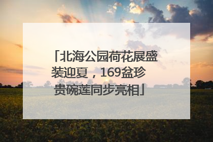 北海公园荷花展盛装迎夏，169盆珍贵碗莲同步亮相