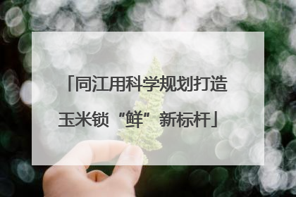 同江用科学规划打造玉米锁“鲜”新标杆