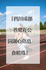 四川成都：苍鹭在公园湖心岛觅食嬉戏