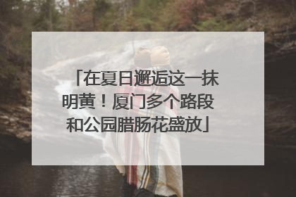 在夏日邂逅这一抹明黄！厦门多个路段和公园腊肠花盛放