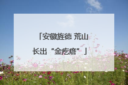安徽旌德 荒山长出“金疙瘩”