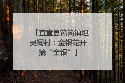 宜章县笆篱镇坦灵祠村：金银花开摘“金银”