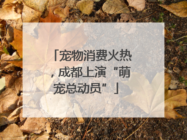 宠物消费火热，成都上演“萌宠总动员”