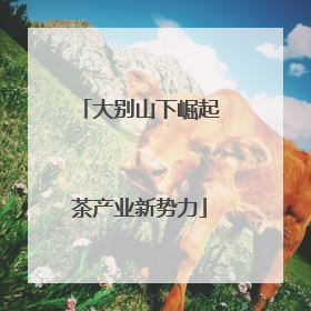 大别山下崛起茶产业新势力