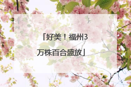 好美！福州3万株百合盛放