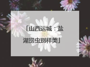山西运城：盐湖捞虫别样美