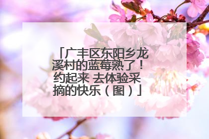 广丰区东阳乡龙溪村的蓝莓熟了！约起来 去体验采摘的快乐（图）