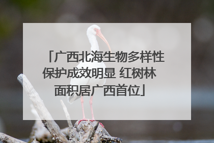 广西北海生物多样性保护成效明显 红树林面积居广西首位