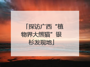 探访广西“植物界大熊猫”银杉发现地