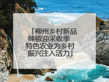 柳州乡村新品辣椒迎采收季 特色农业为乡村振兴注入活力
