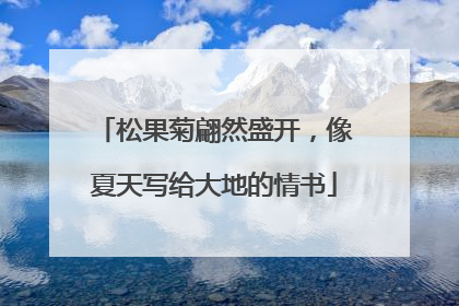 松果菊翩然盛开，像夏天写给大地的情书