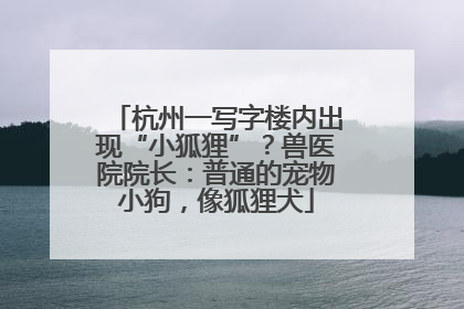 杭州一写字楼内出现“小狐狸”？兽医院院长：普通的宠物小狗，像狐狸犬