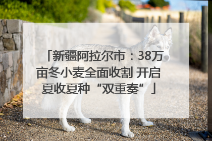 新疆阿拉尔市：38万亩冬小麦全面收割 开启夏收夏种“双重奏”