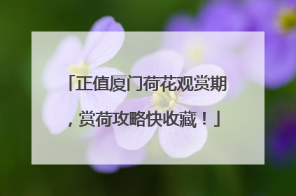 正值厦门荷花观赏期，赏荷攻略快收藏！