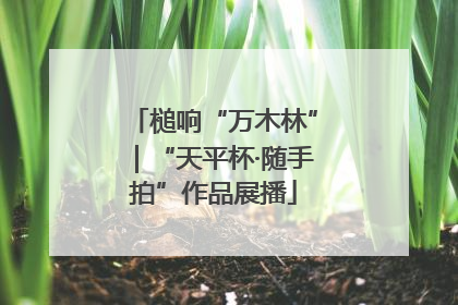 槌响“万木林”｜“天平杯·随手拍”作品展播