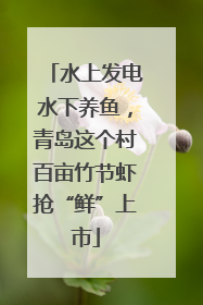 水上发电水下养鱼，青岛这个村百亩竹节虾抢“鲜”上市