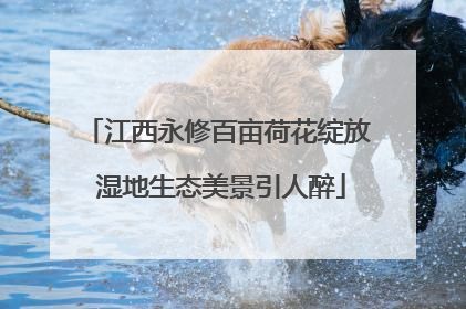 江西永修百亩荷花绽放 湿地生态美景引人醉