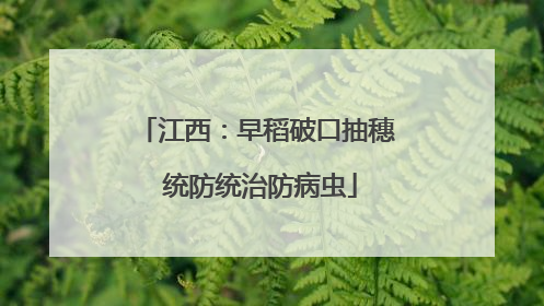 江西：早稻破口抽穗 统防统治防病虫