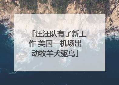 汪汪队有了新工作 美国一机场出动牧羊犬驱鸟