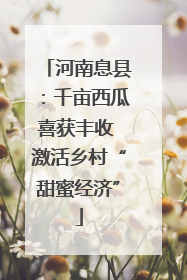 河南息县：千亩西瓜喜获丰收 激活乡村“甜蜜经济”