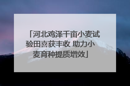 河北鸡泽千亩小麦试验田喜获丰收 助力小麦育种提质增效