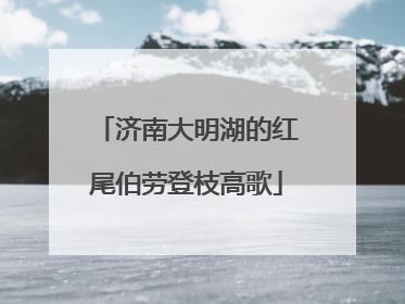 济南大明湖的红尾伯劳登枝高歌