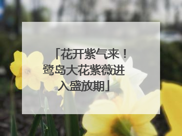 花开紫气来！鹭岛大花紫薇进入盛放期