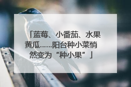 蓝莓、小番茄、水果黄瓜……阳台种小菜悄然变为“种小果”