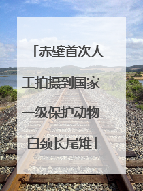 赤壁首次人工拍摄到国家一级保护动物白颈长尾雉