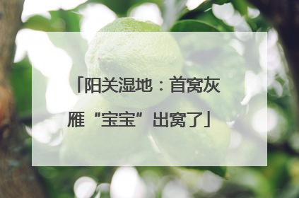 阳关湿地：首窝灰雁“宝宝”出窝了