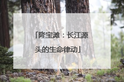 隆宝滩：长江源头的生命律动
