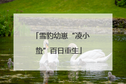 雪豹幼崽“凌小蛰”百日重生